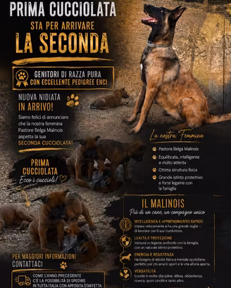 Pastore belga malinois
