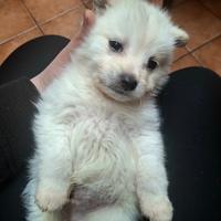 Volpini italiano maschi