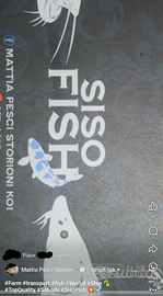 Carpe Koi e tutti pesci