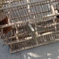 Gabbie da richiamo per uccelli uso caccia