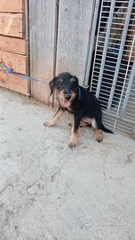 Jagd terrier