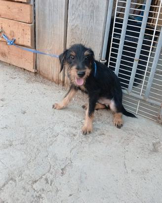 Jagd terrier