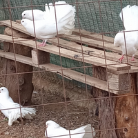 Colombelle pure allevate in voliera