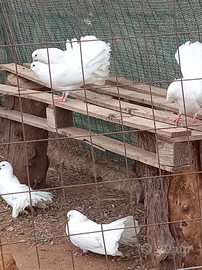 Colombelle pure allevate in voliera