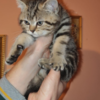 Cucciolo British Shorthair