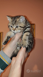 Cucciolo British Shorthair