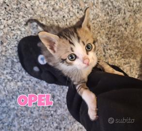 Ivy e Opel gattine tre mesi