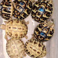 Tartaruga isabella ed heterozigoti x isabella