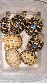 Tartaruga isabella ed heterozigoti x isabella