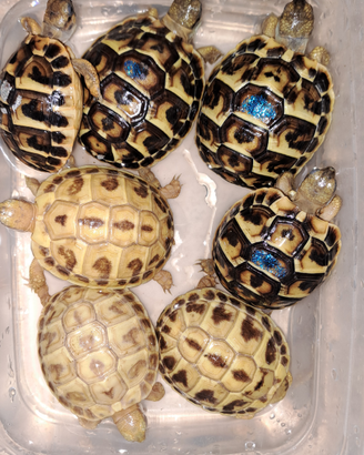 Tartaruga isabella ed heterozigoti x isabella