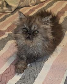 Gatti cuccioli persiani