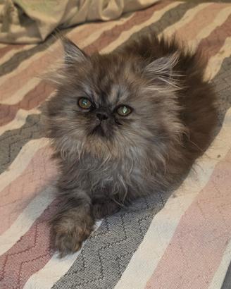 Gatti cuccioli persiani