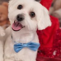 Accoppiamento maltese