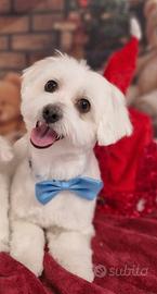 Accoppiamento maltese