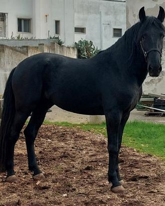 Cavallo murgese