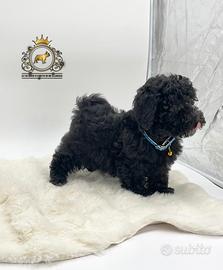 Stupendo maschietto Barboncini Black