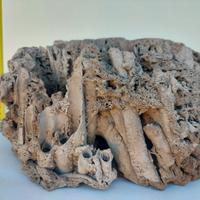 Pietra roccia fossile Pietra Suiseiki Decoro Piant