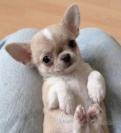 CHIHUAHUA CUCCIOLI BIANCHI E ARANCIO TOY -pag rate
