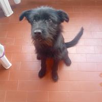 Çagnolino meticcio taglia piccola