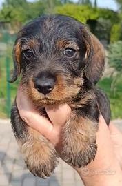 Bassotto Nano pelo duro cucciolo