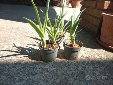Piantine di aloe arborescens gratis 