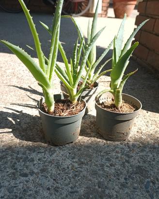 Piantine di aloe arborescens gratis 
