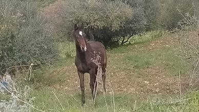 Cavallo