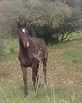 Cavallo