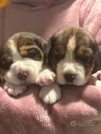 Beagle cuccioli altamente selezionati