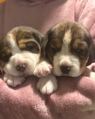 Beagle cuccioli altamente selezionati