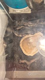 serpente del grano femmina 
