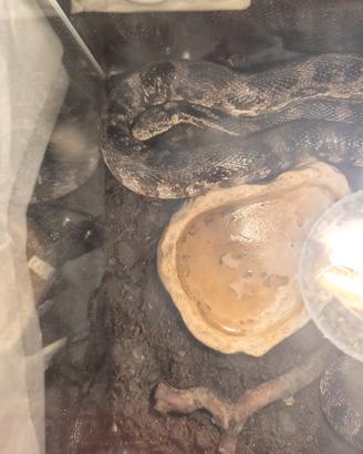serpente del grano femmina 