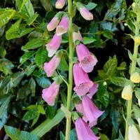 Semi digitalis