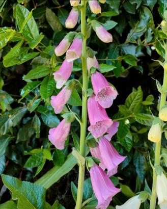 Semi digitalis