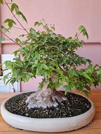 pianta Bonsai Acero Tridente (Acer buergerianum)