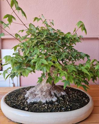 pianta Bonsai Acero Tridente (Acer buergerianum)