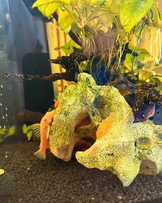 Pesci Ancistrus Gold
