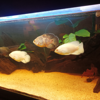 Pesci "Oscar" Astronotus Ocellatus