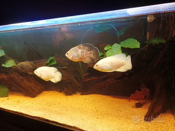 Pesci "Oscar" Astronotus Ocellatus