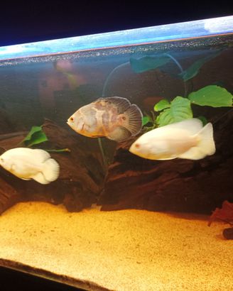 Pesci "Oscar" Astronotus Ocellatus