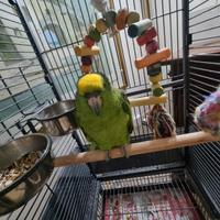 Amazzone fronte gialla