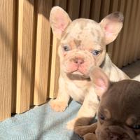 Bulldog francese