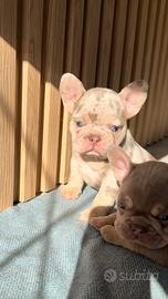 Bulldog francese