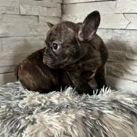 Bulldog francese