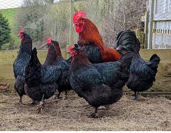 Galline Marans
