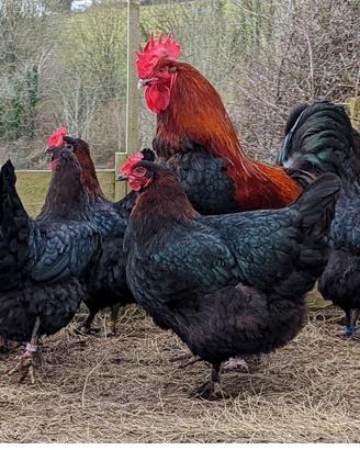 Galline Marans