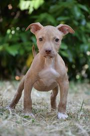 American Pitbull Terrier UKC