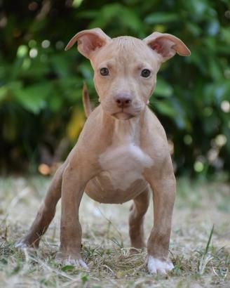 American Pitbull Terrier UKC