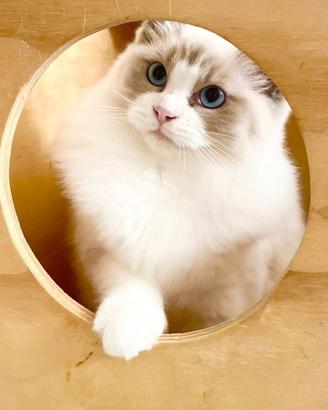 Cediamo con piccolo rimborso Ragdoll