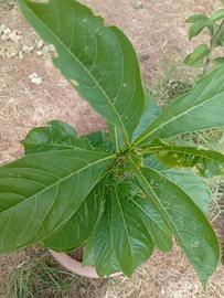 albero baobab 